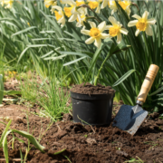 manutenção de jardins paisagismo SP
