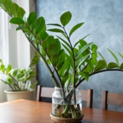 plantas dentro de casa