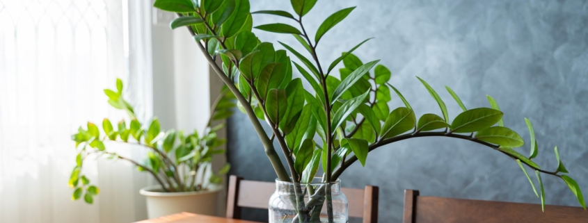 plantas dentro de casa