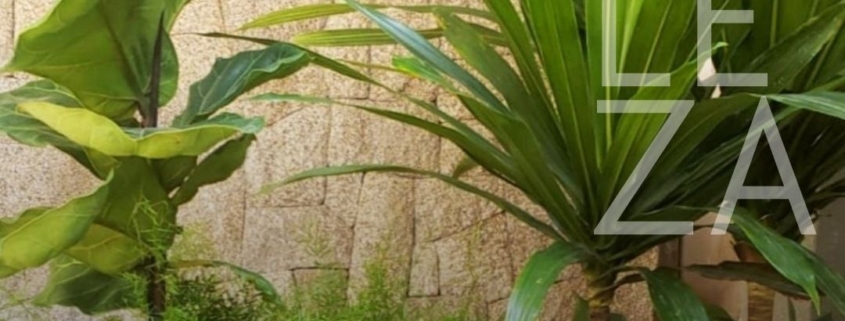 paisagismo com vasos